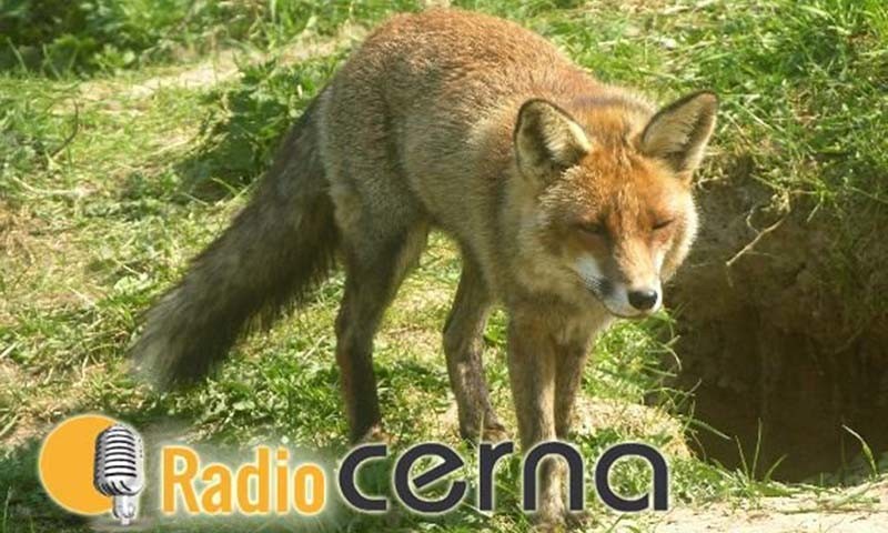 Radio Cerna 21ene2019