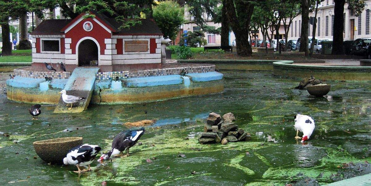 Estanque de parrulos nas Palmeiras (arquivo)
