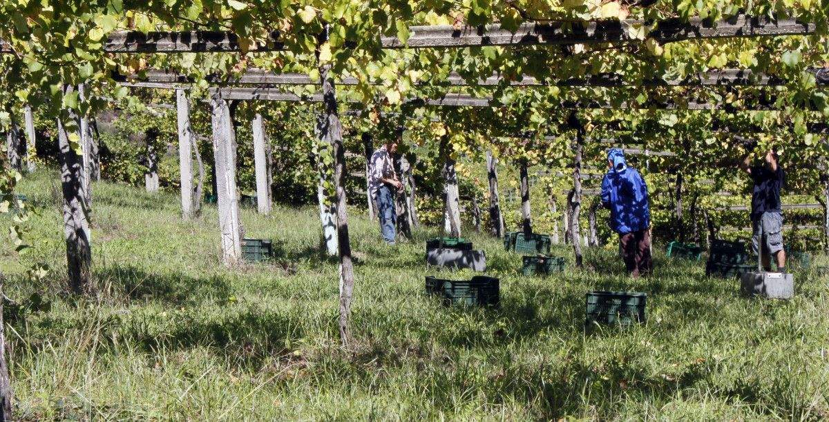 Vendimia en zonas de la D.O. Rías Baixas