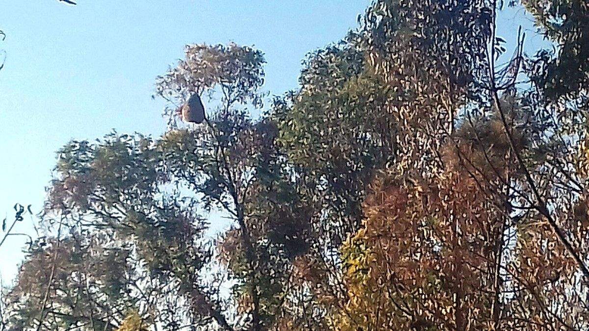 Nido de avispa asiática en el lugar de O Rañadoiro, en Ponte Sampaio Nido de avispa asiática en el lugar de O Rañadoiro, en Ponte Sampaio