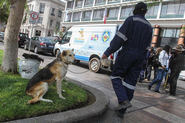 Captura de perros abandonados