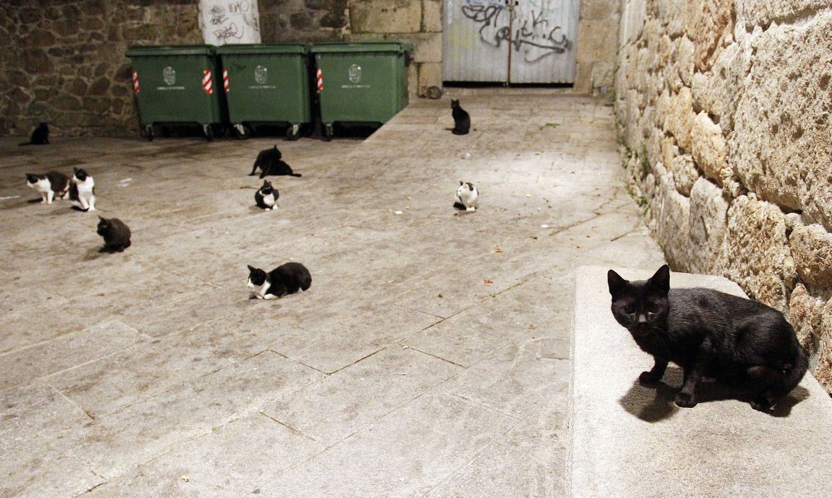 Gatos na praza da Pedreira