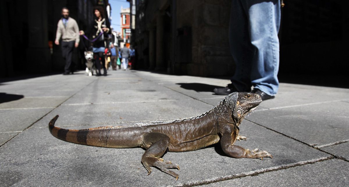 Unha mascota no medio da rúa