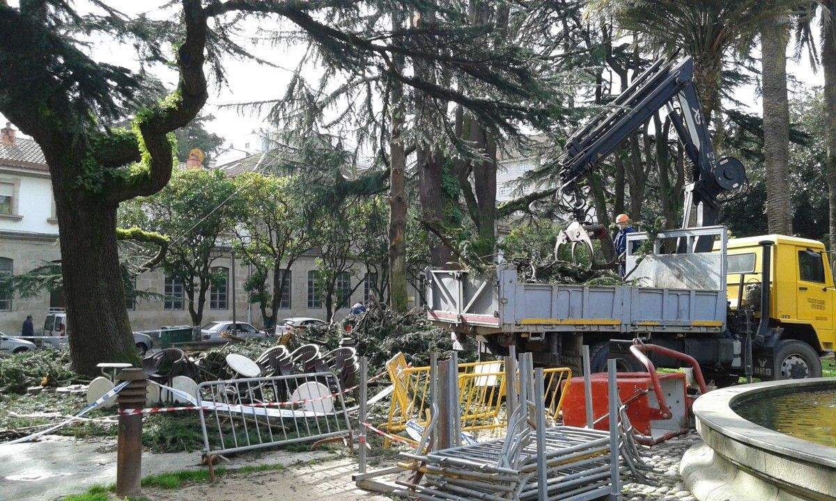 Tareas de limpieza, mantenimiento y seguridad en el entorno de los tres cedros de las Palmeras