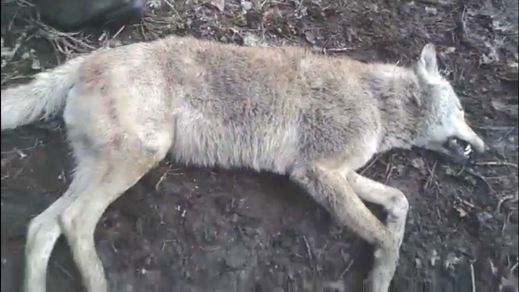 Loba presuntamente abatida en Cotobade