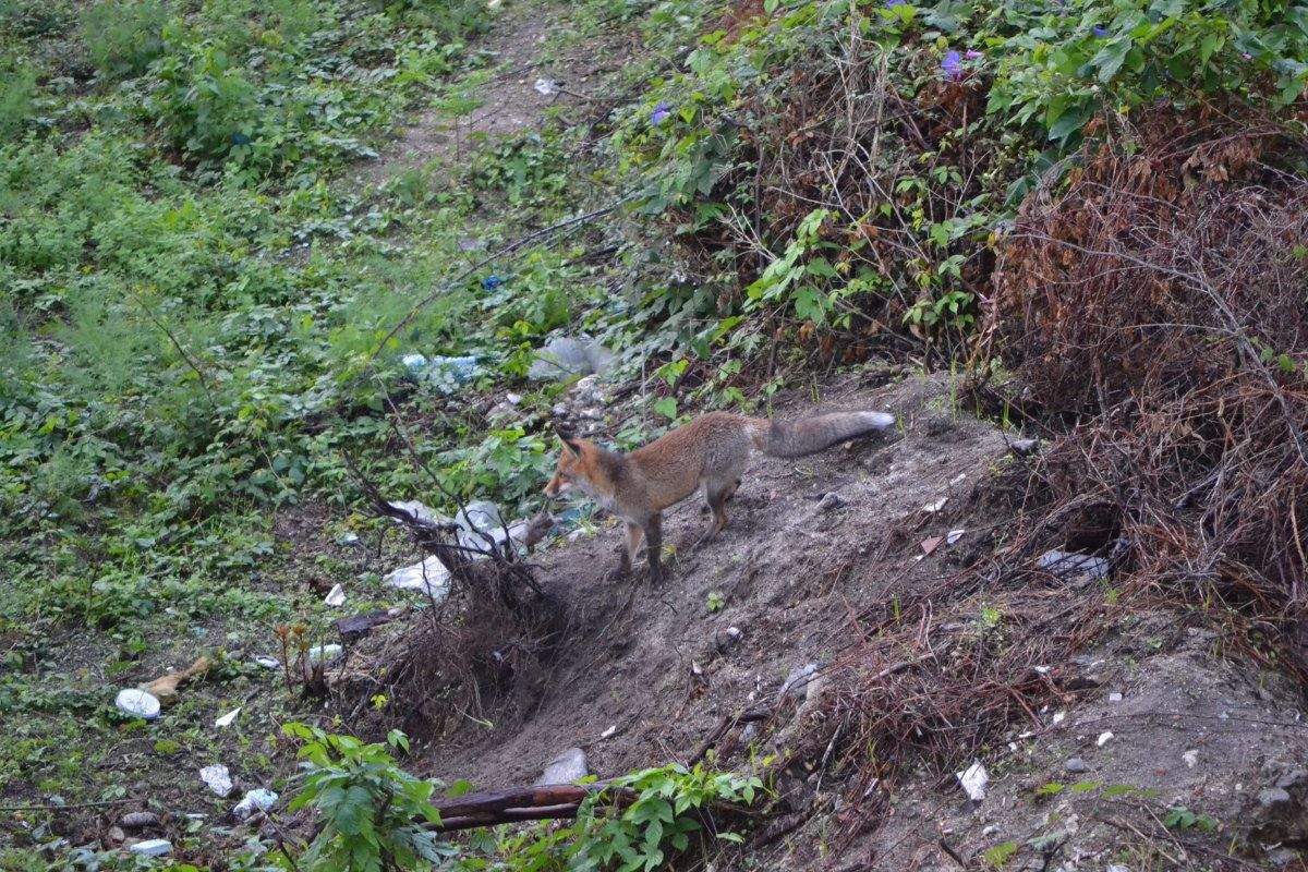 Zorro localizado por un particular en las inmediaciones de la antigua Finca del Teucro