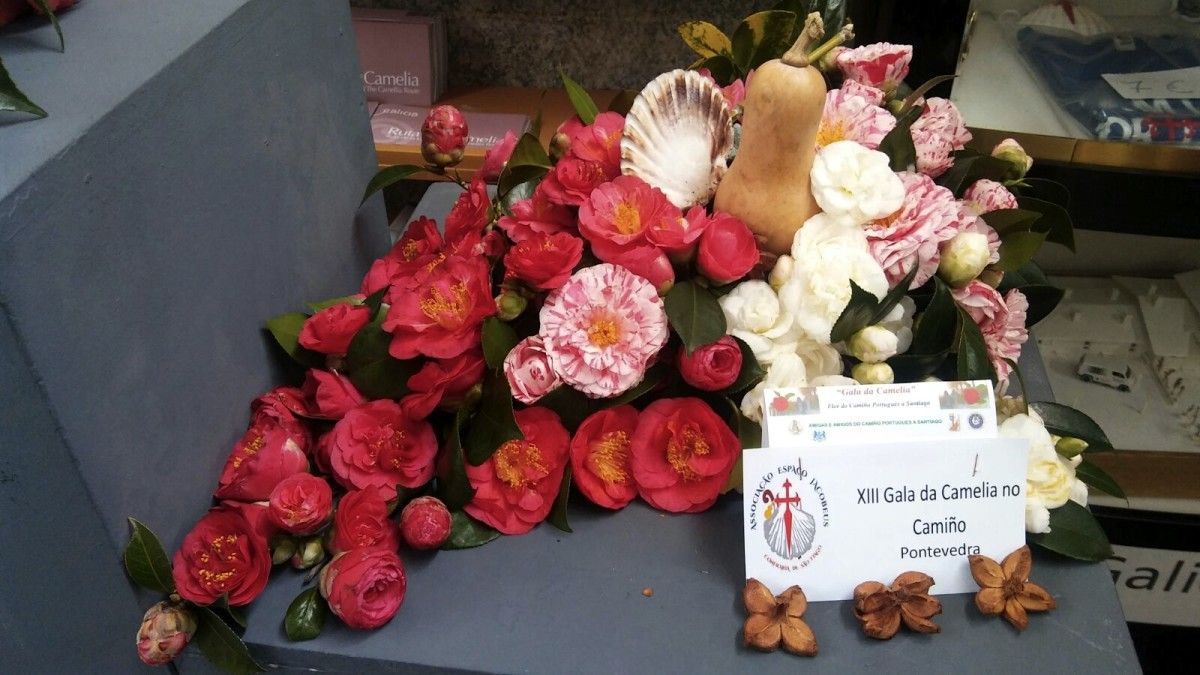 XIII Gala da Camelia no Camiño