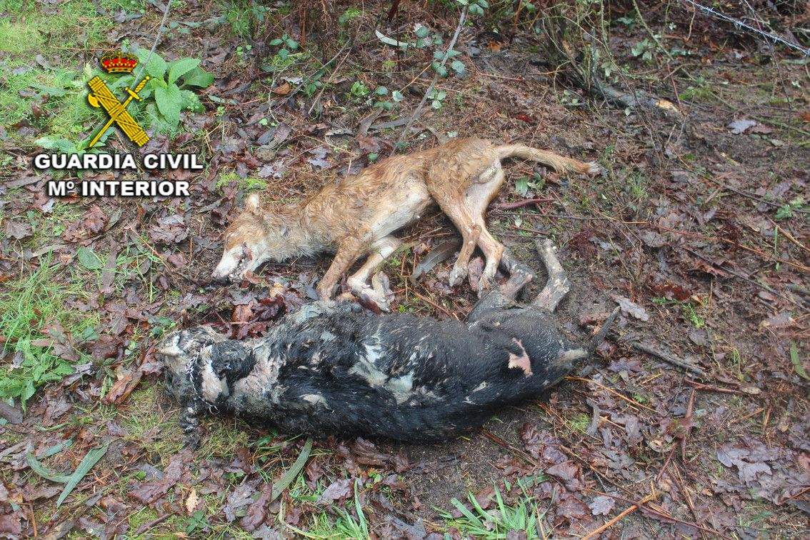 Perros muertos hallados en un monte de Ponte Caldelas