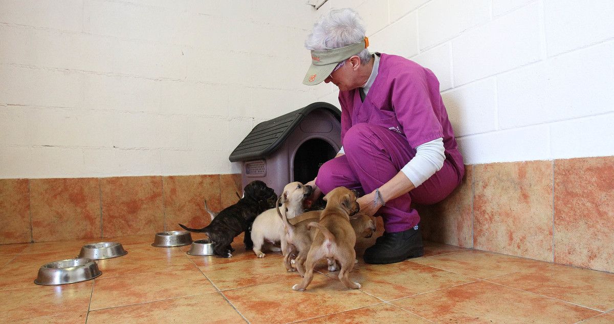 Protectora de animales Os Palleiros