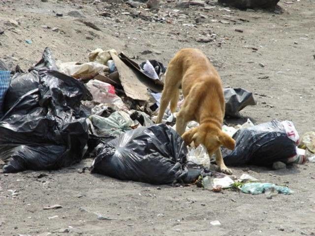 Un perro rompiendo bolsas de basura