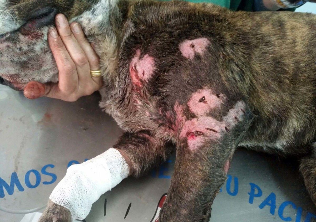 Can que abandonaron ante a protectora dos Palleiros