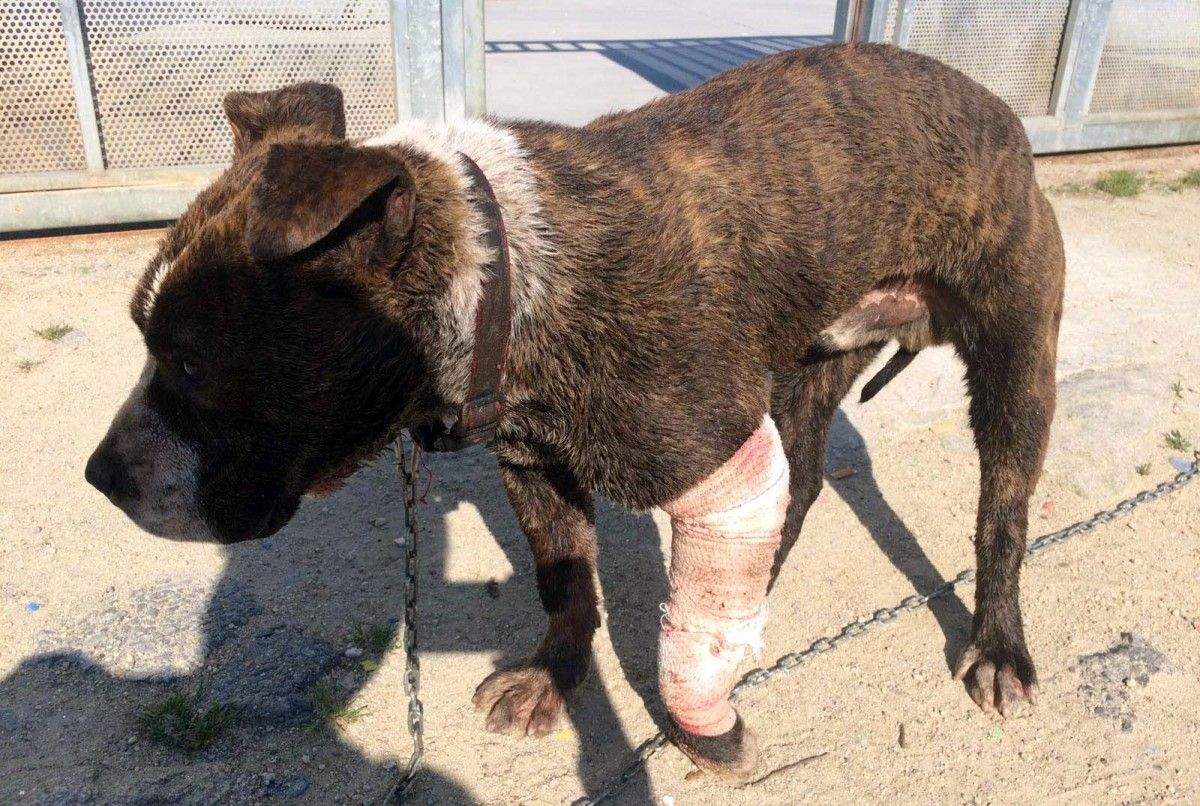 Perro que abandonaron ante la protectora de Os Palleiros
