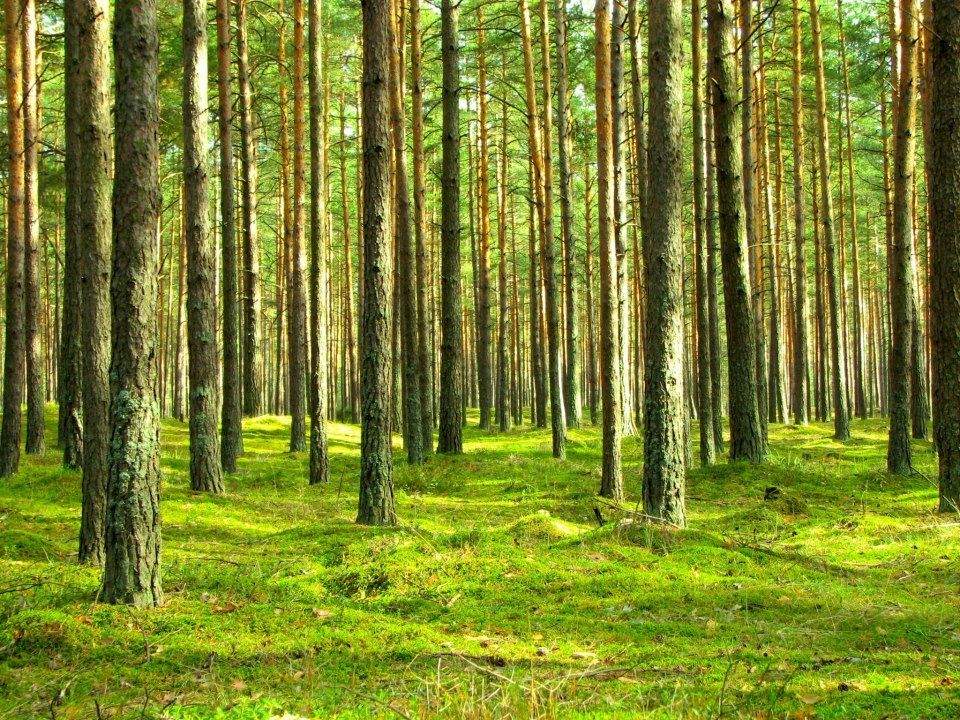Una de las imágenes que acompañan a la campaña de reforestación de Confemadera