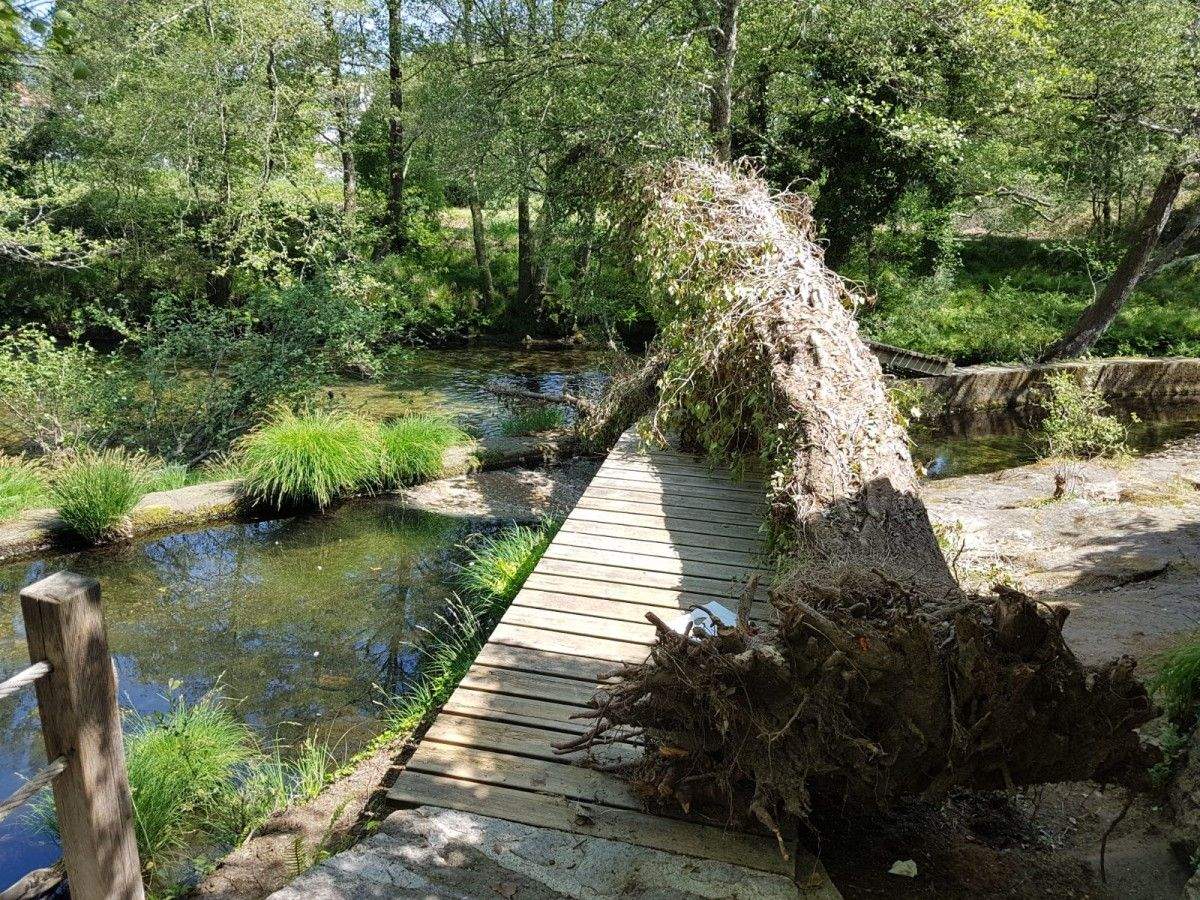 Árbores caídas no río Verdugo