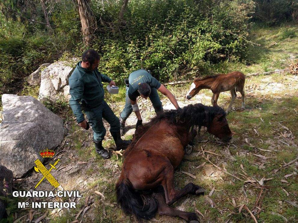 Liberación de la yegua atrapada en una cerca en Ponte Caldelas