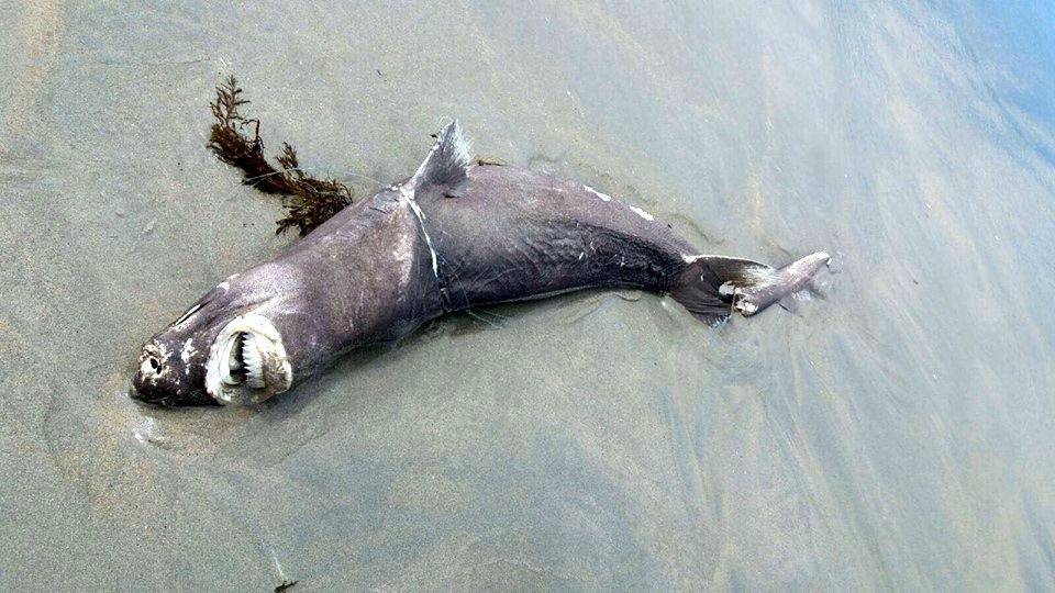 Tiburón aparecido en A Lanzada