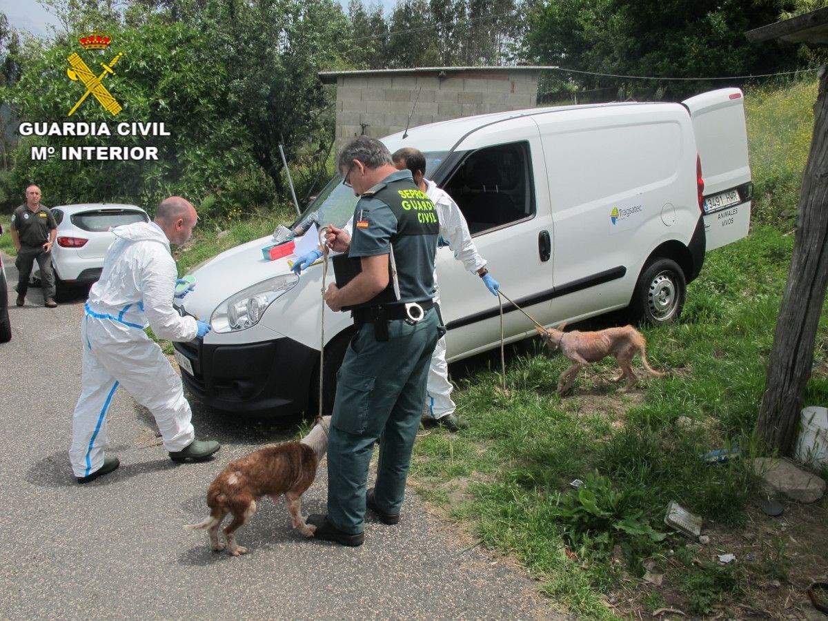 Intervención del Seprona en una propiedad de un vecino de Soutomaior por maltrato animal