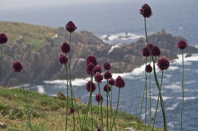 Flores en Ons