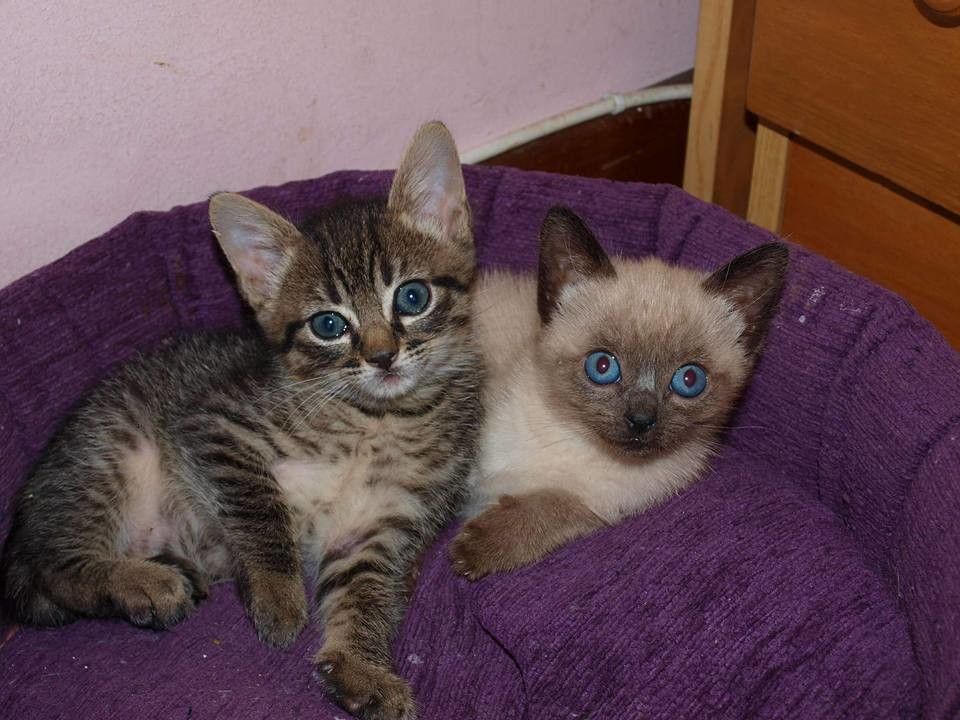 Gatos en adopción