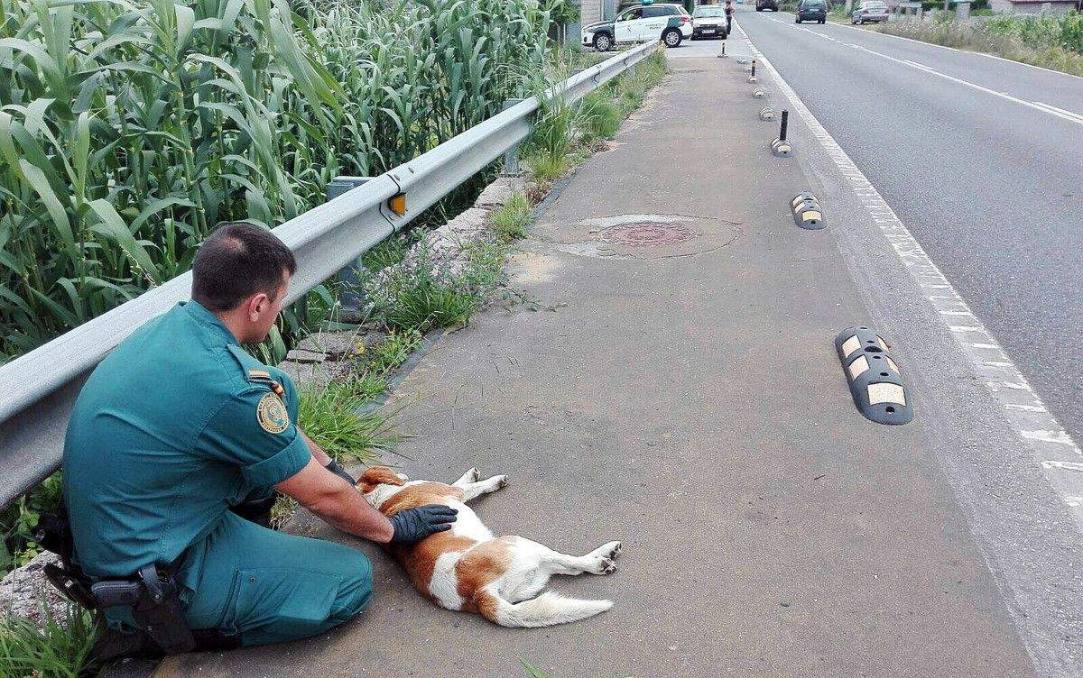Un agente del Seprona atendió al perro herido en la calzada