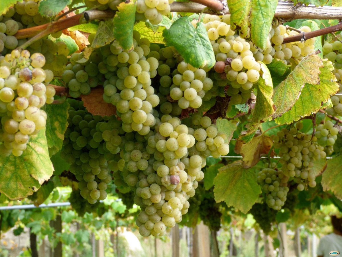 Acios de uva albariña
