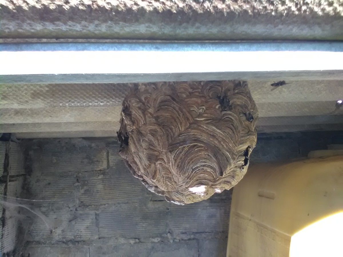 Nido de avispa velutina Nido de avispa velutina