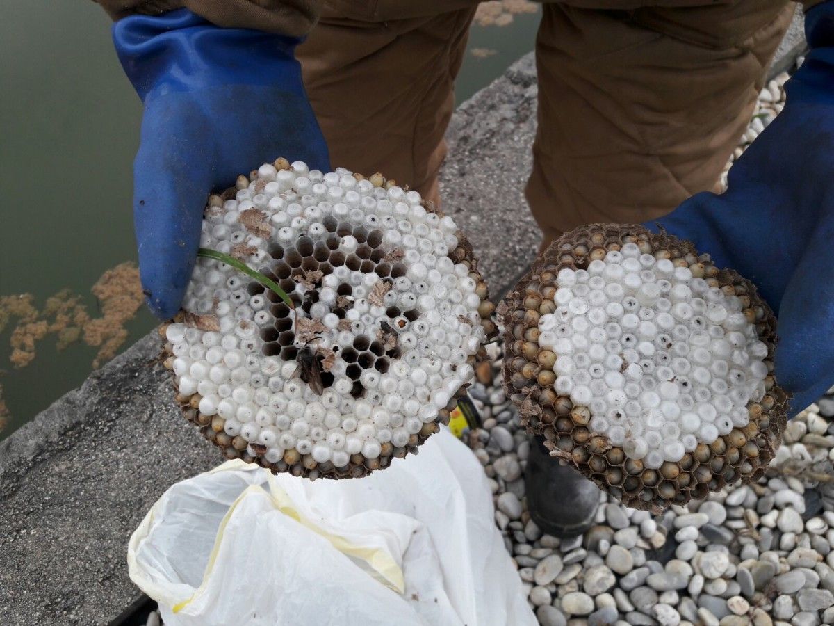 Nido de avispa velutina Nido de avispa velutina