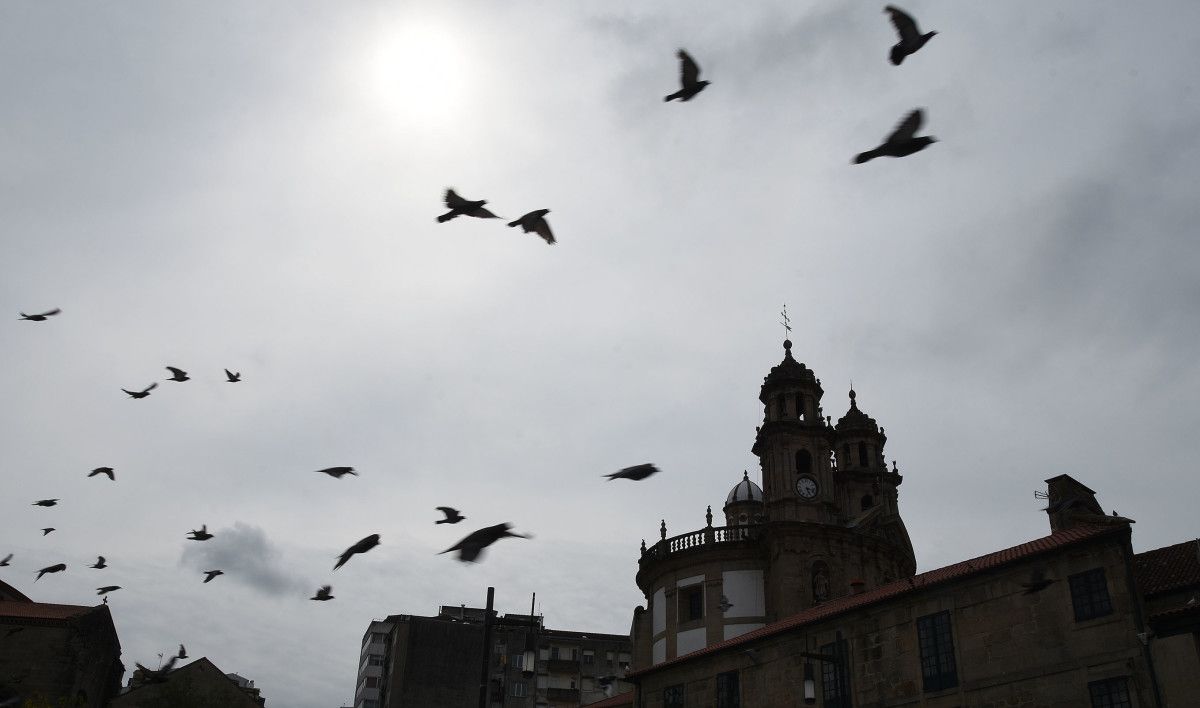 Ceos pouco anubrados en Pontevedra