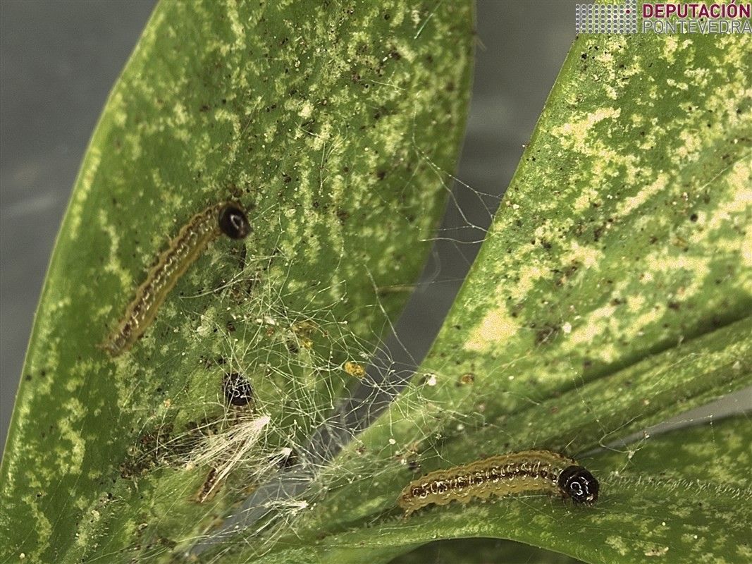 Larvas jóvenes de Cydalima perspectalis