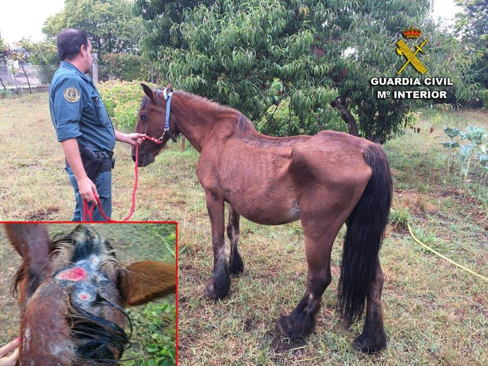 Egua maltratada en Armenteira