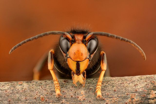 Avispa velutina Avispa velutina