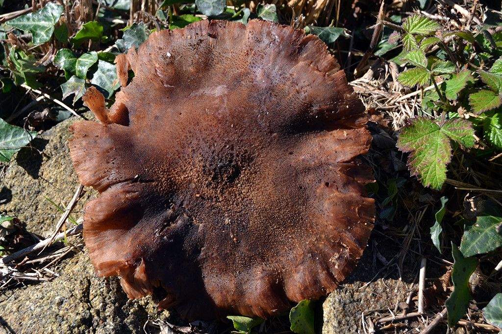 Armillaria gallica variedad marinensis