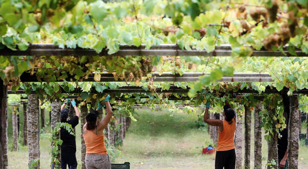 Vendimia en la Denominación de origen Rías Baixas