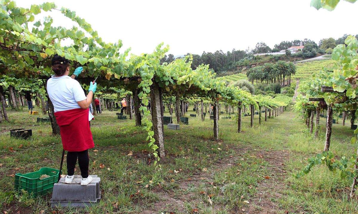 Vendima na Denominación de orixe Rías Baixas