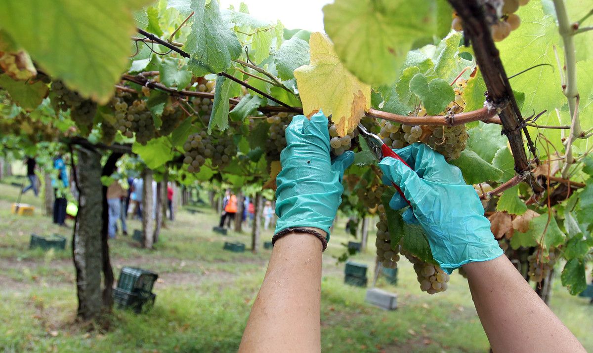 Vendimia en la Denominación de origen Rías Baixas