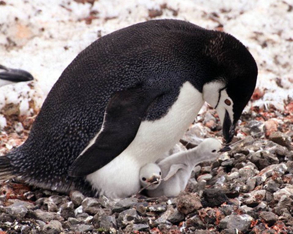 Pingüinos de Isla Decepción