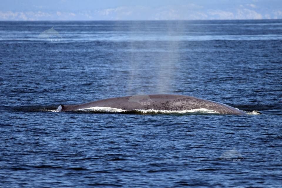 Avistan una gran ballena azul frente a la isla de Ons