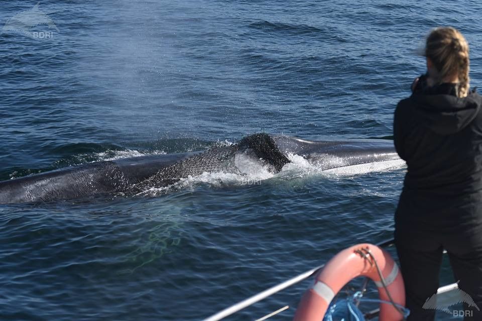 Localizan una ballena frente a la ría de Arousa con la cabeza atrapada en una red