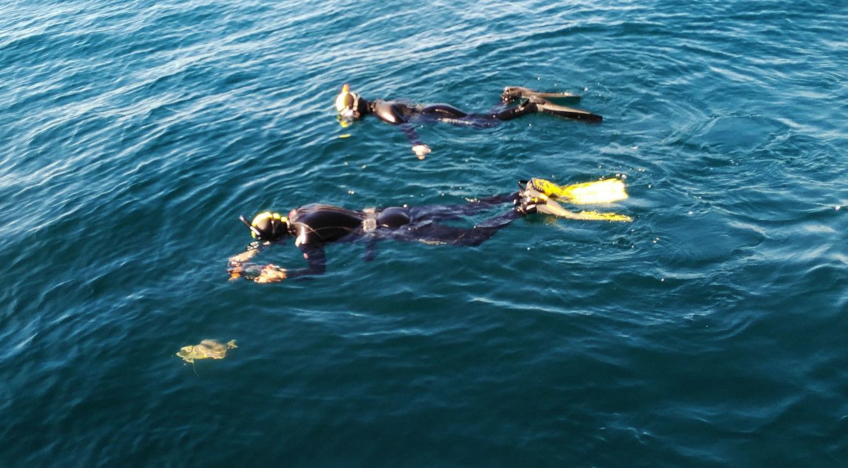 La tortuga Beo fue trasladada al mar