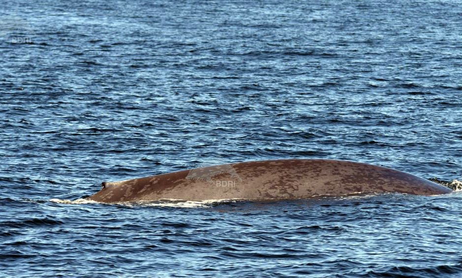 Ballena azul, avistada cerca de la ría de Arousa