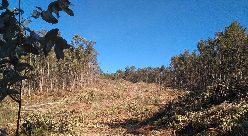 Creación dunha devasa natural no monte veciñal