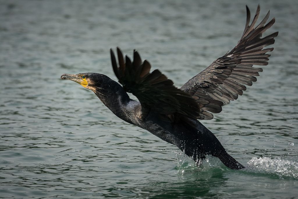 Cormorán