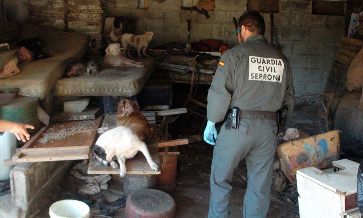 Cans en mal estado atopados pola Garda Civil en Campañó