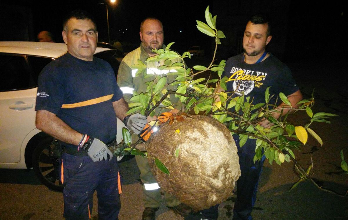 Efectivos de Protección Civil de Cuntis retiran un nido de avispa velutina Efectivos de Protección Civil de Cuntis retiran un nido de avispa velutina