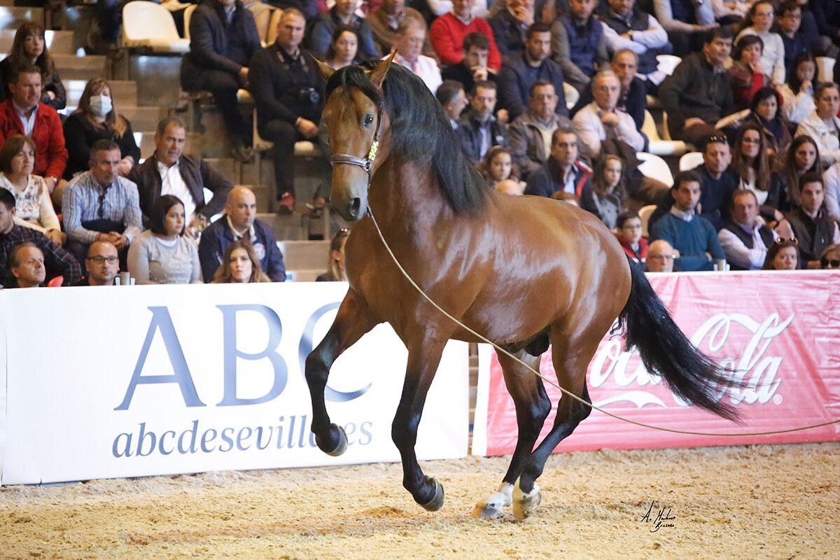 Salón Internacional del Caballo de Sevilla 