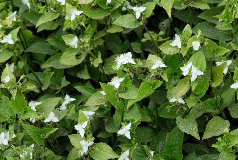 Tradescantia fluminensis
