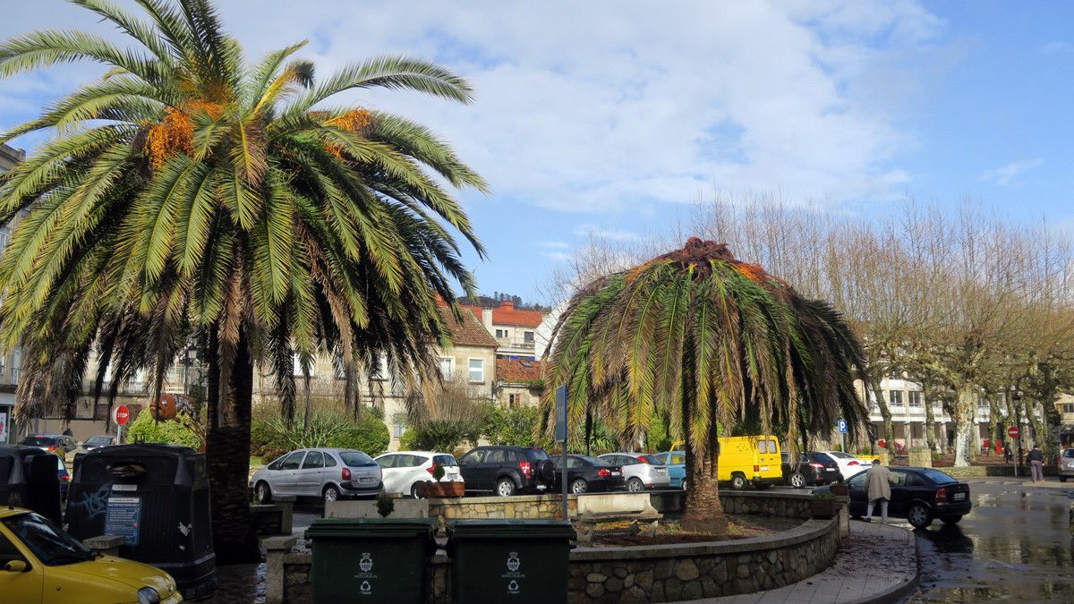 Palmeras da praza de España de Ponte Caldelas
