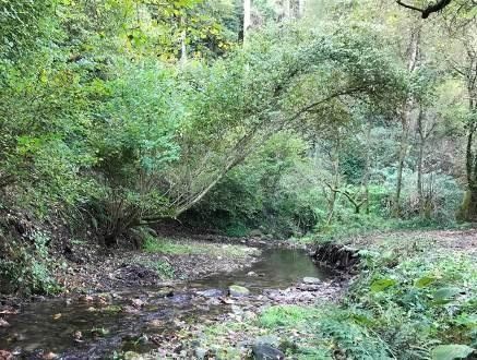 Árbores caídas no río Loira