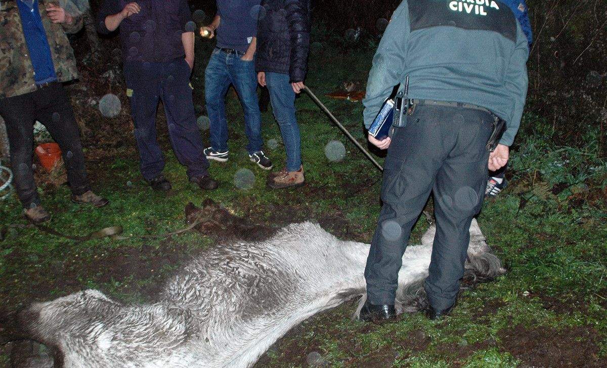 Cabalo moribundo atopado nun cortello de Barro