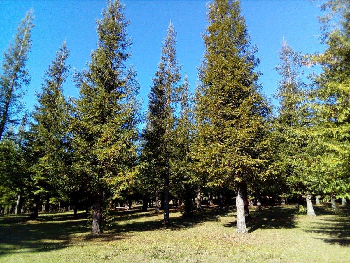 Bosque de secuoyas en Poio